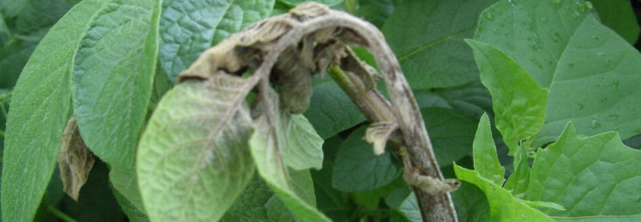 Curzate Partner Phytophthora_infestans