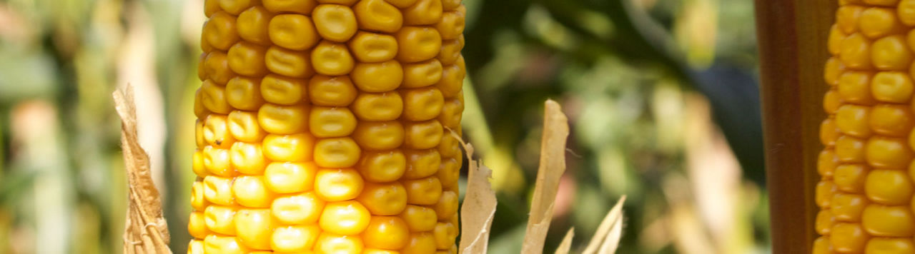 Pioneer P7932