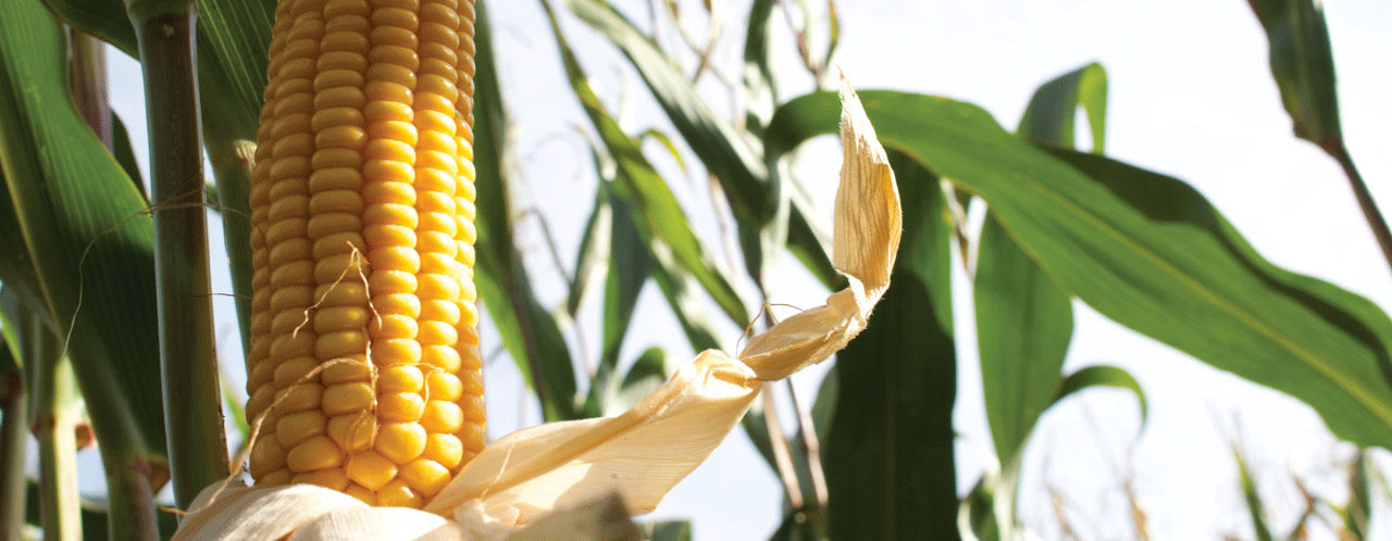 Pioneer P7948