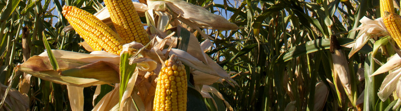 Pioneer P8307