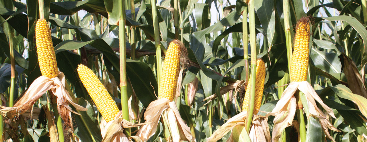 Pioneer P8333