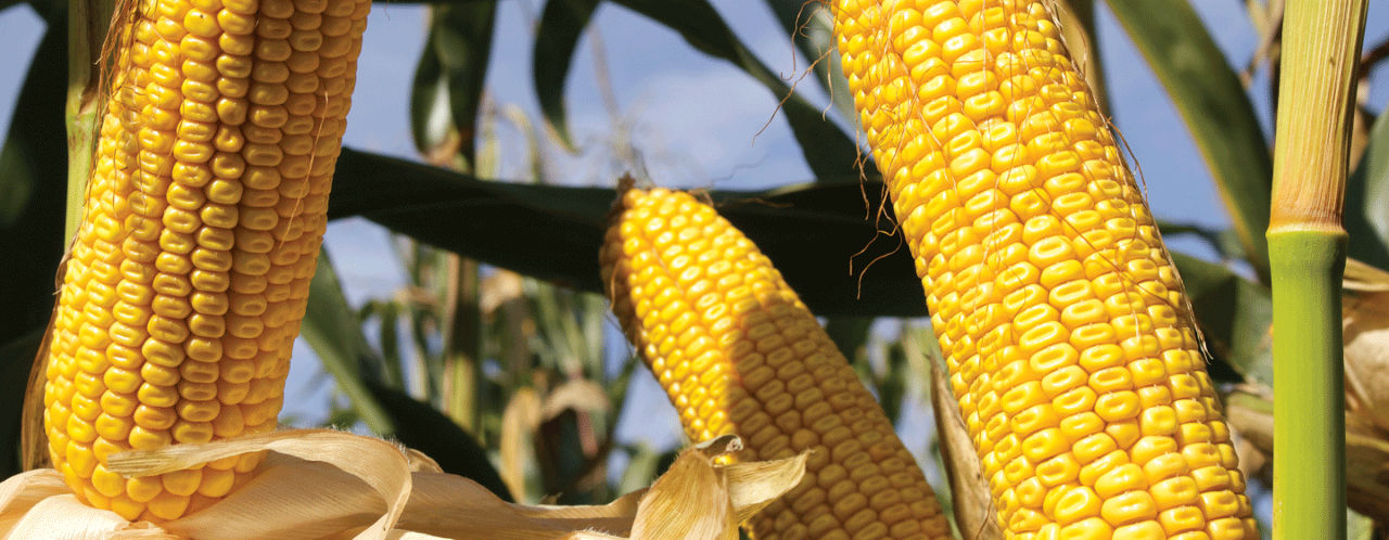 Pioneer P8834