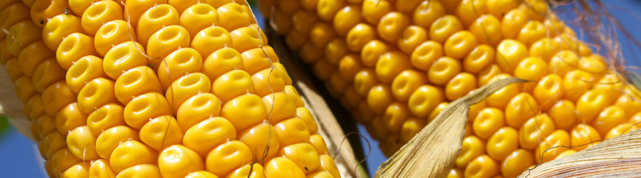 Pioneer P8888