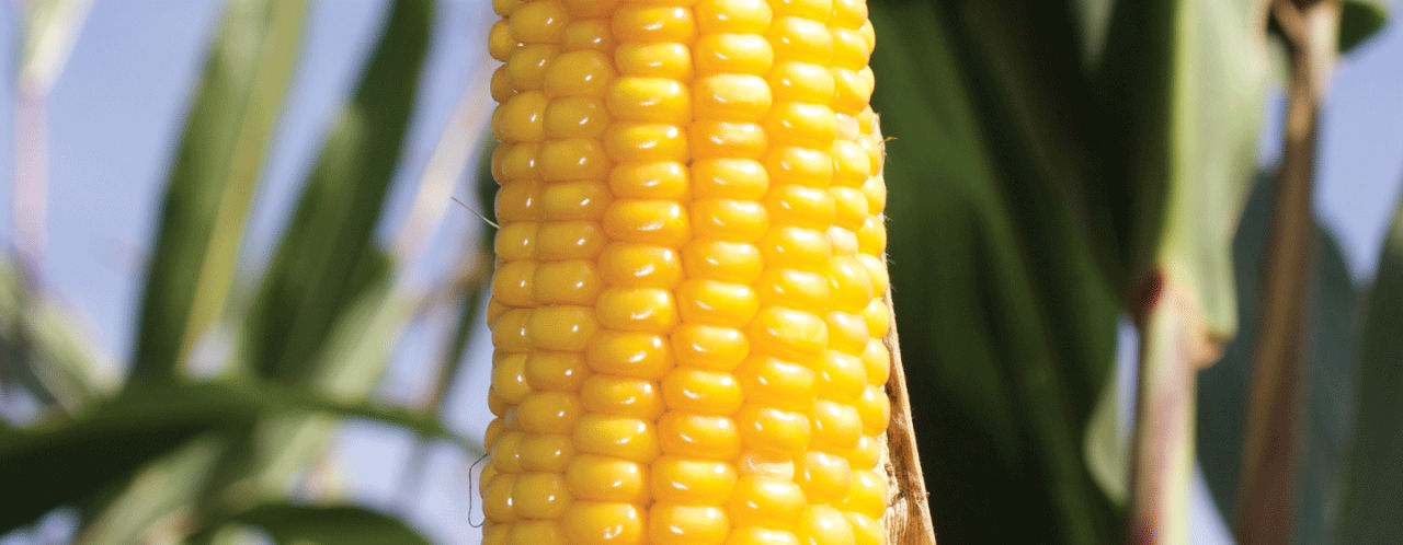 Pioneer P7179 header