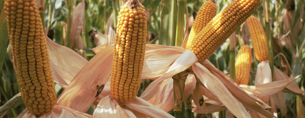 Pioneer P7818