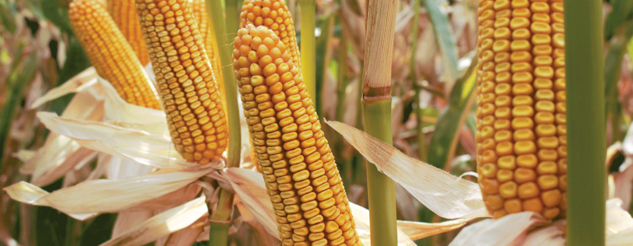 Pioneer-P8153-header