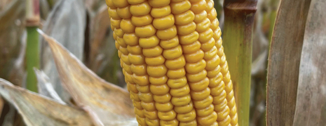 Pioneer P8532