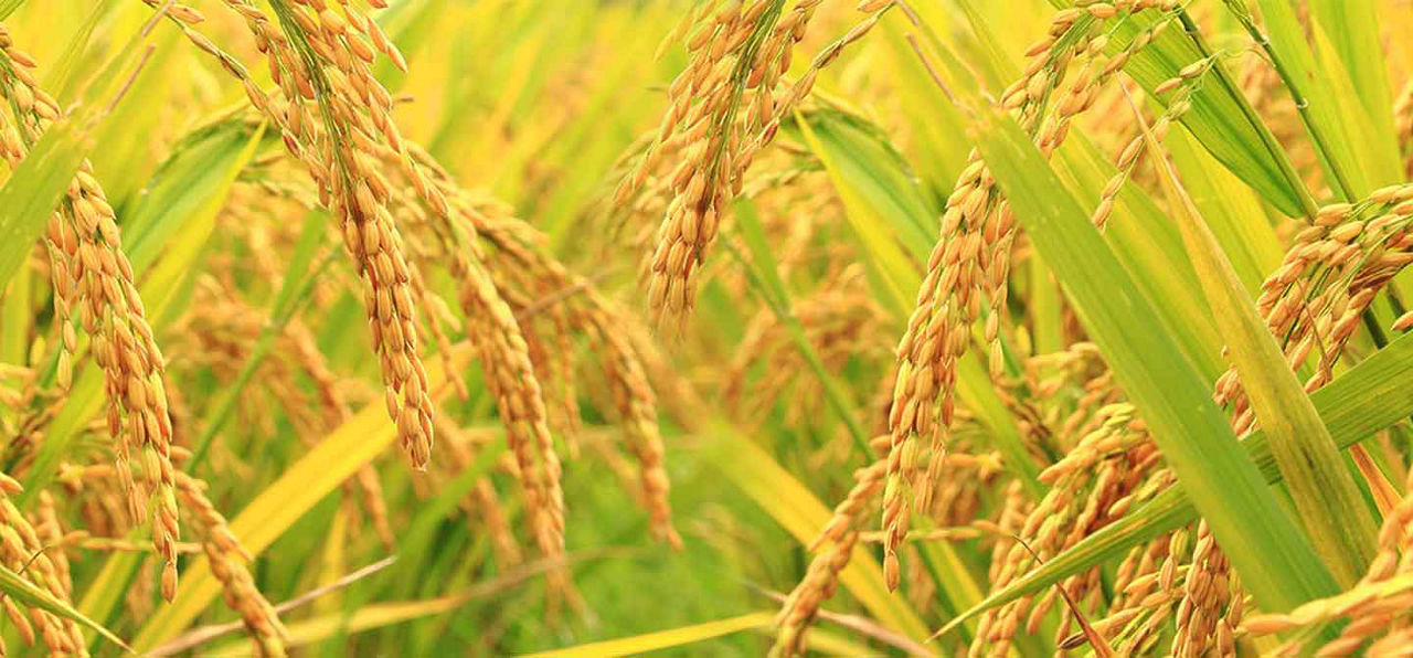 rice field