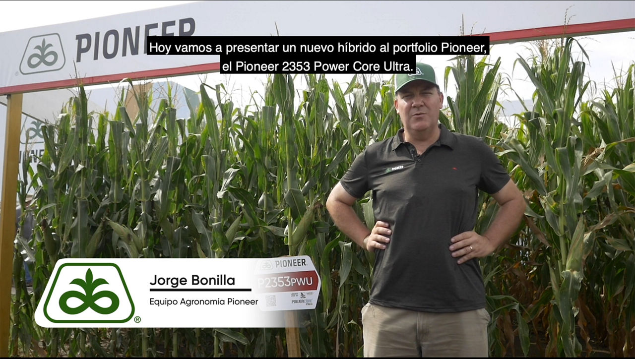Maiz Semilla Agronomia Híbrido