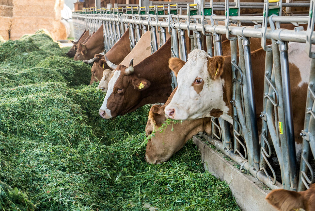Silage