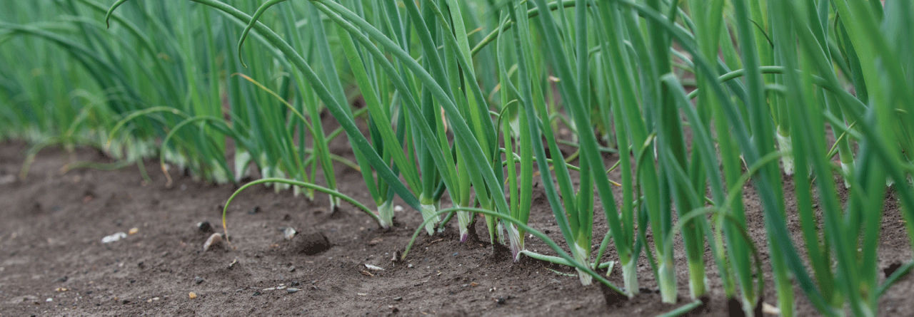 Uien in juni
