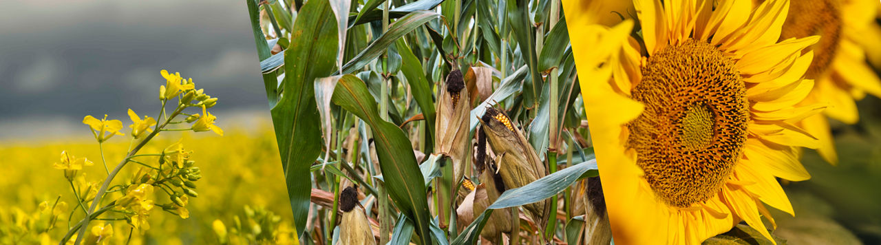 Three men crouch in a crop field and talk to each other with trees and farm buildings in the background.