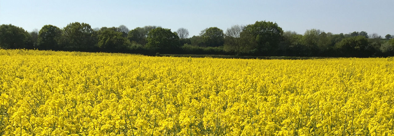 OSR field