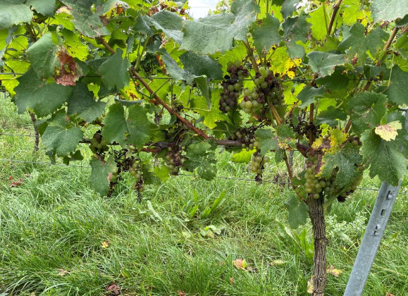 Zorvec Vinabel Vergleich 1