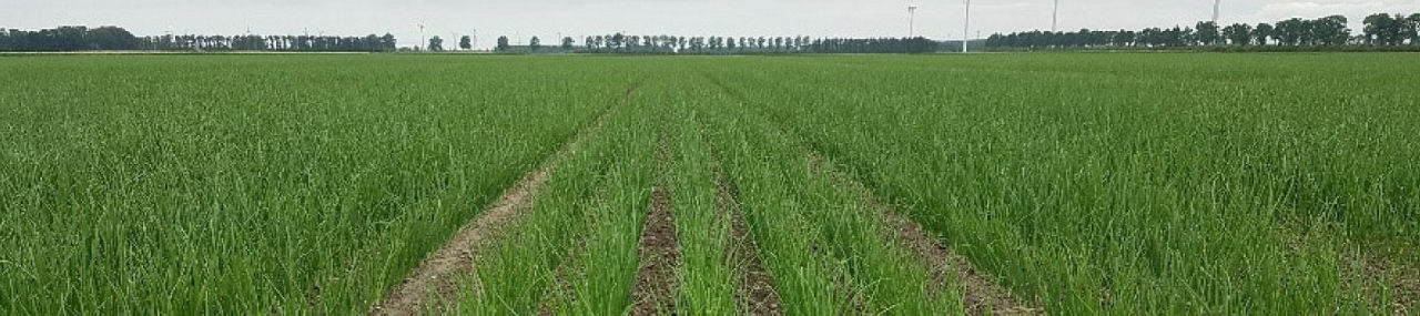 Zorvec Endavia Onions Web