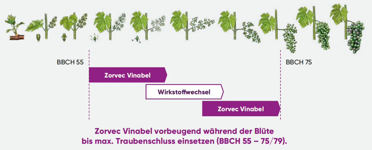 Zorvec_Vinabel_Anwendungsempfehlung