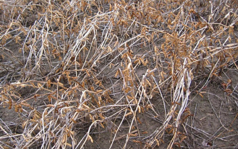 Soybean lodging due to anthracnose infection.