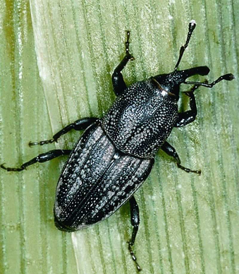 Maize billbug