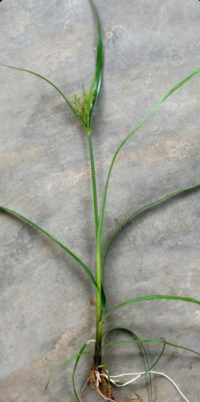 Yellow nutsedge