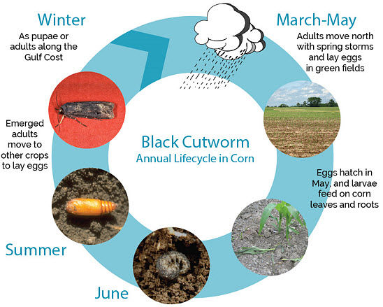 tobacco cutworm life cycle management in canola Black Cutworm | Pioneer Seeds