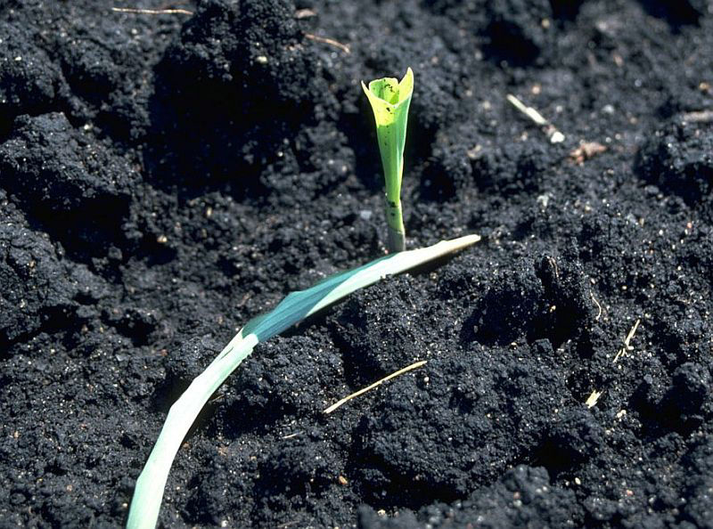 corn plant recovery