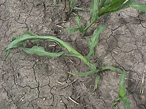 Dicamba injury