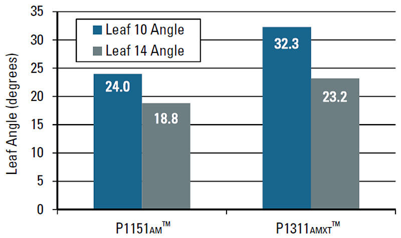 Average angle of leaf 10 and leaf 14 for Pioneer P1151AM™ brand corn and Pioneer P1311AMXT™ brand corn.
