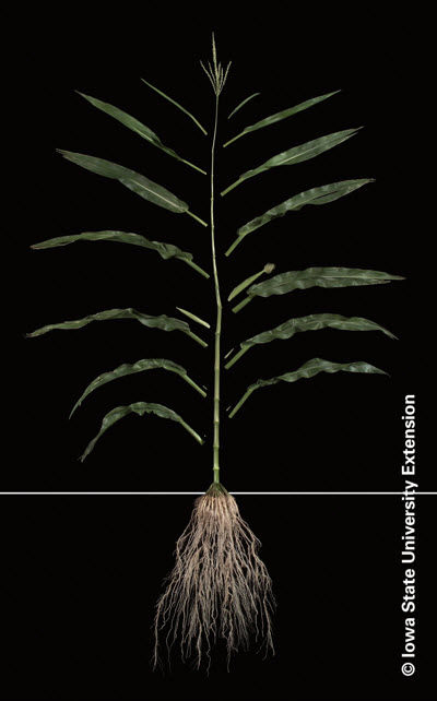 Photo of corn plant at R1 growth stage.