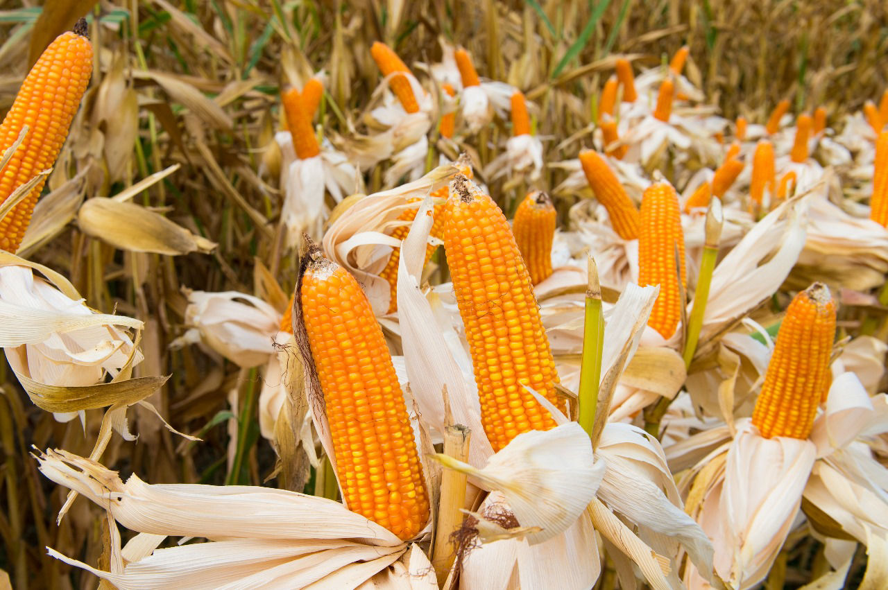 /content/dam/dpagco/corteva/as/ph/ph/images/corn111.jpg