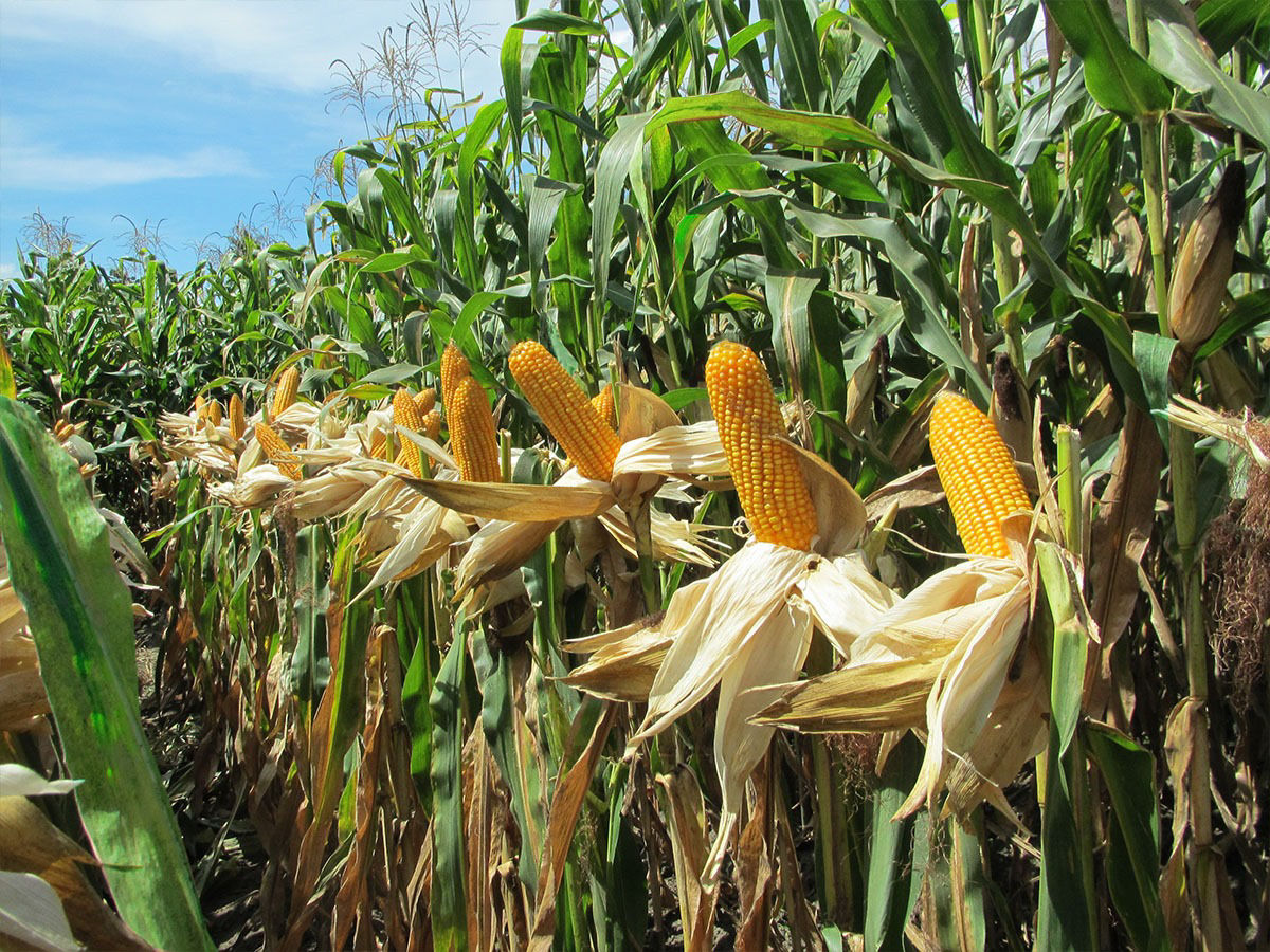 corn field