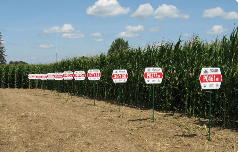 Corn field