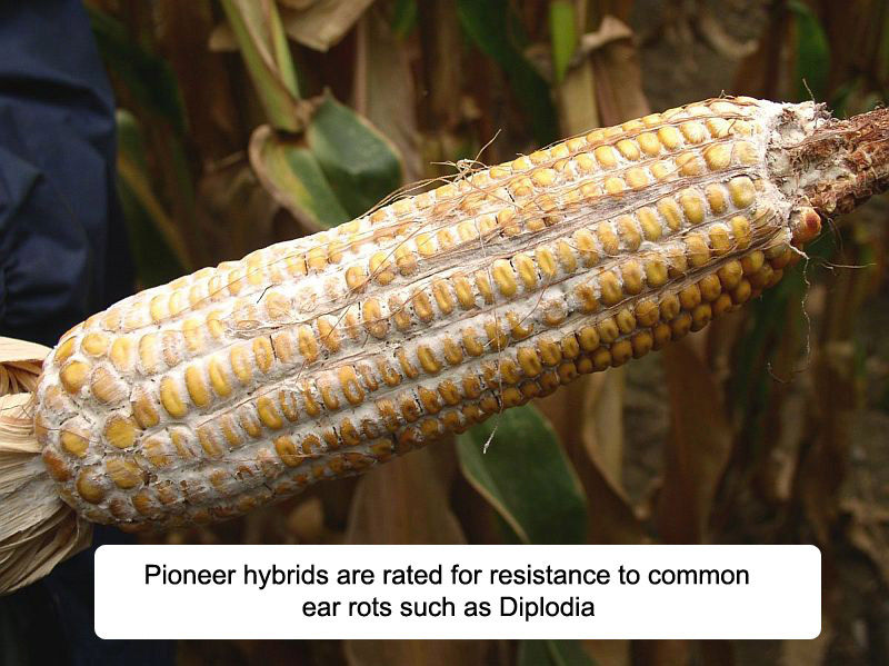 Corn field