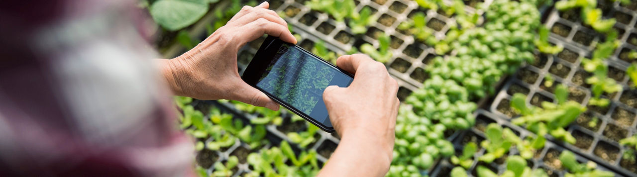 Smartphone taking photo of plants