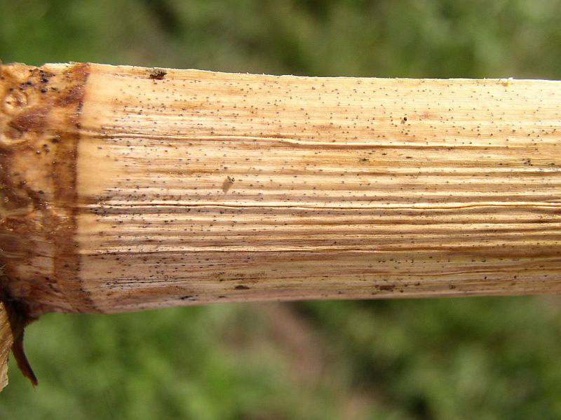 corn stalk showing diplodia stalk rot symptoms