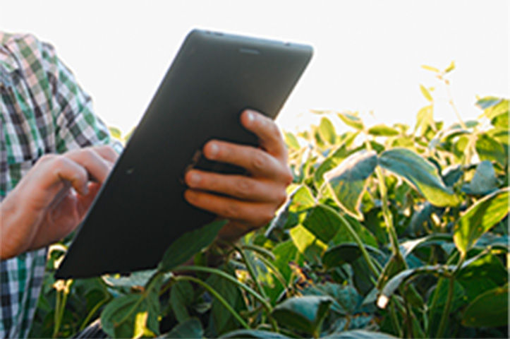 Manual de Identificação de Plantas Daninhas