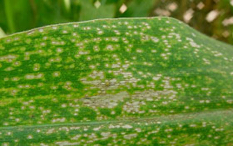 eyespot
