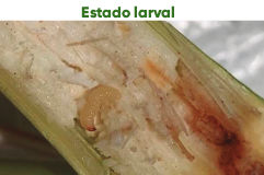 Imagen 4