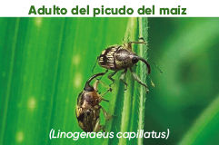 imagen2