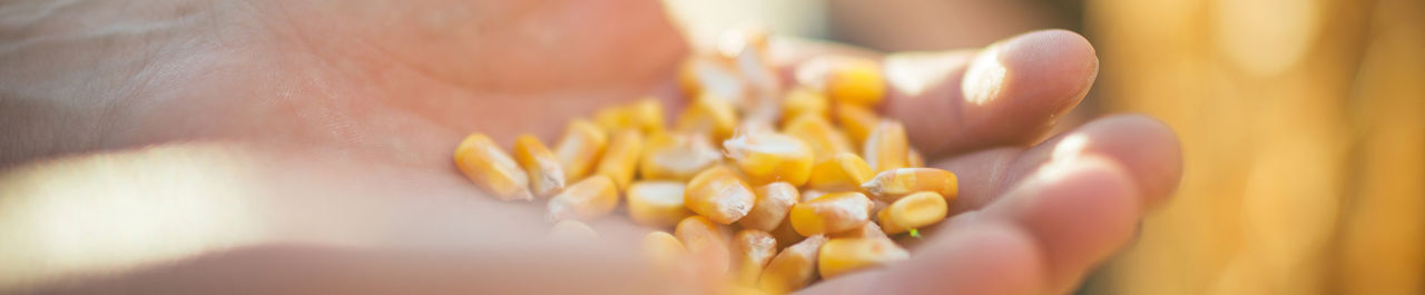 header-maiszaad4.jpg
