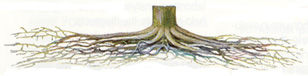 Stunted root growth