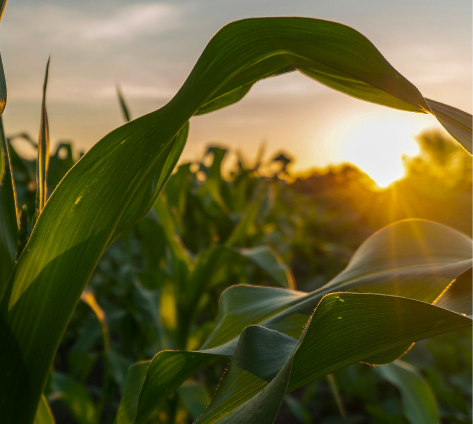 Corn in sunset