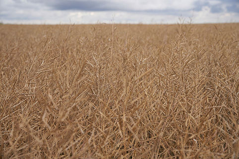 treated seeds 