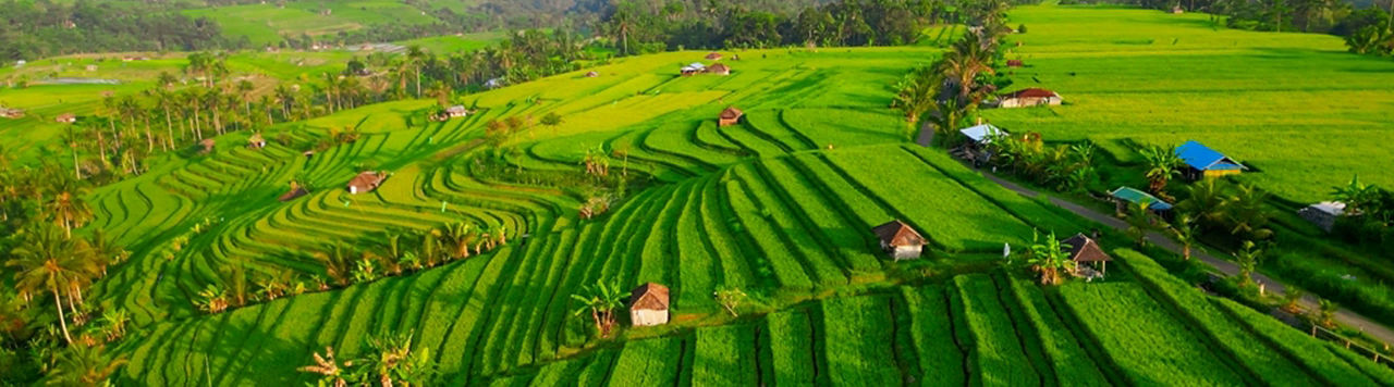 Man examines crop with tablet in corn field