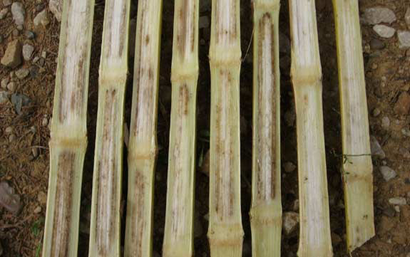 This is a photo showing internal corn stalk damage caused by anthracnose.