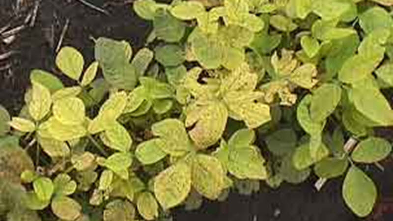 iron chlorosis