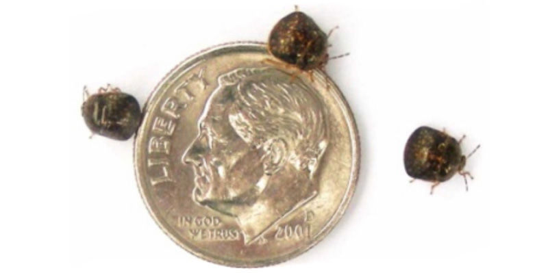 Adult Kudzu bugs
