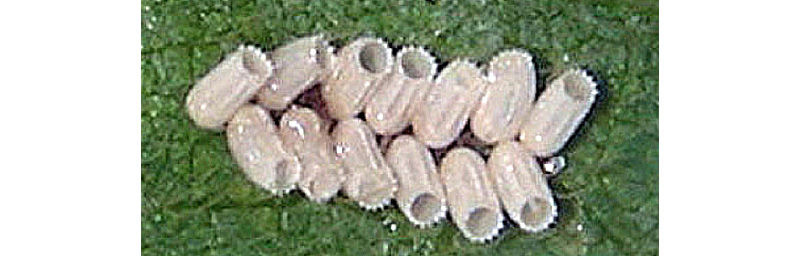 Kudzu bug eggs