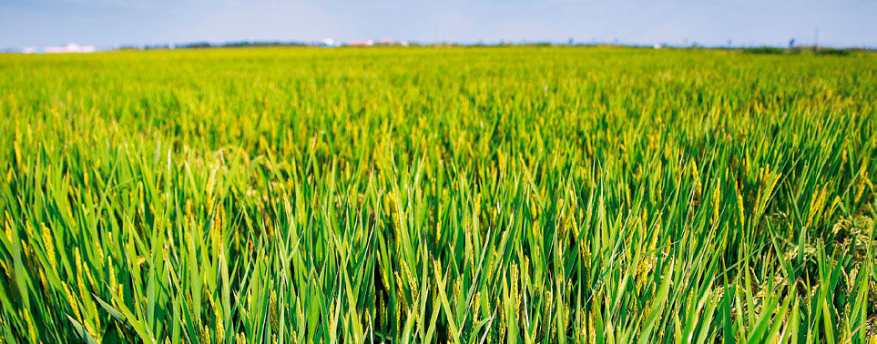 Loyant arroz