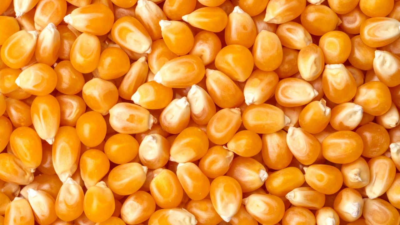 Maize seed kernel