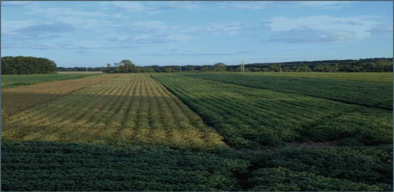 Soybean planting date trial near Westfield, Mass.